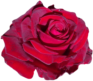 rose-1392117_1920-2-300x262.png