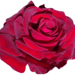 NAIIAD Designer Jewellery brand signature red rose